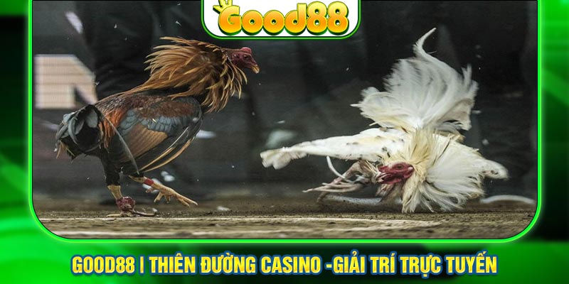 Một số luật chơi cơ bản của đá gà tại Thomo